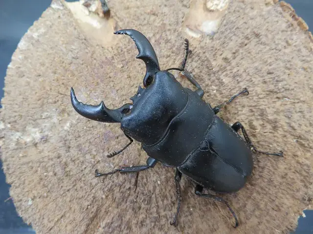 天然アマミヒラタクワガタ55ミリ