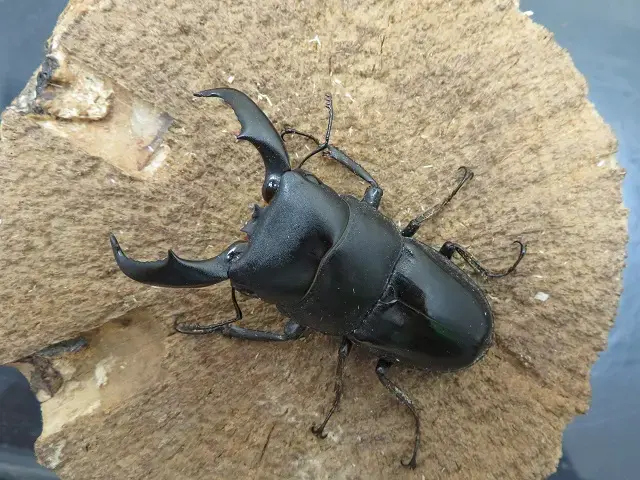 天然アマミヒラタクワガタ