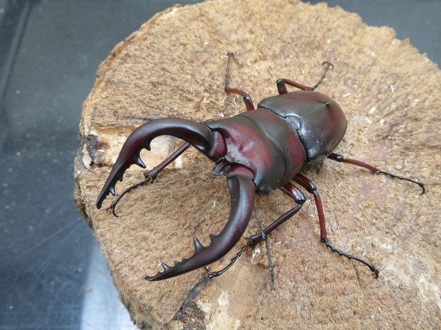 ノコギリクワガタ オス 20匹12000円 ノコギリクワガタ オス 20匹12000円