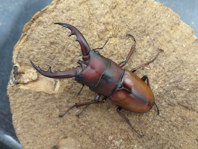 オキノエラブノコギリクワガタ58ミリ