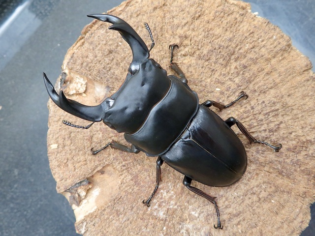 オオクワガタ久留米大型血統幼虫3匹③