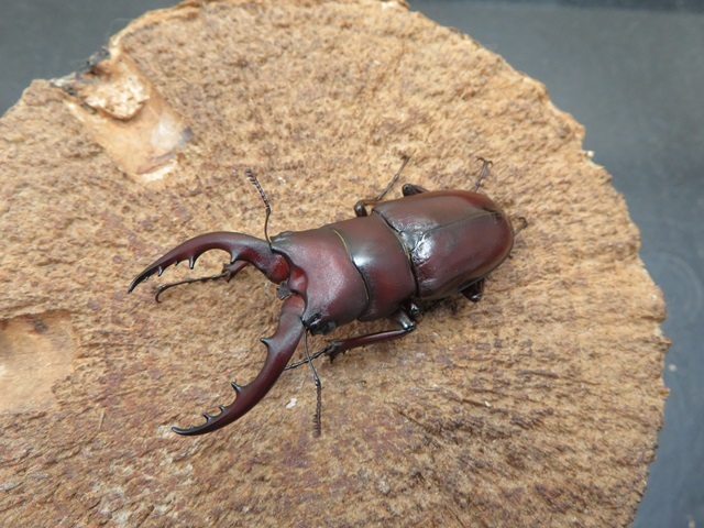 ヤエヤマノコギリクワガタ（西表島）52ミリ