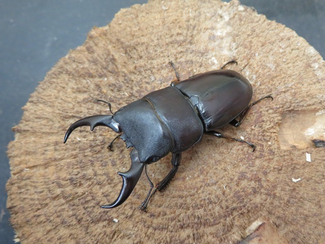 ダイトウヒラタクワガタ（南大東島）53ミリ