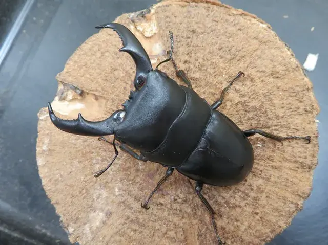 アマミヒラタクワガタ72ミリ