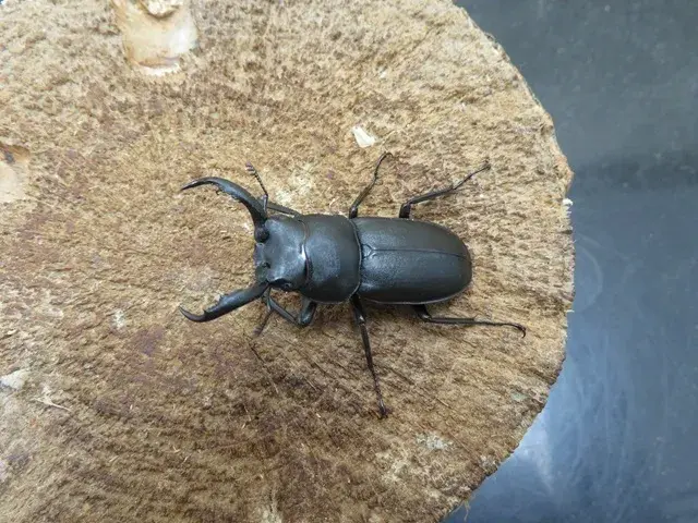 アマミシカクワガタ40ミリ