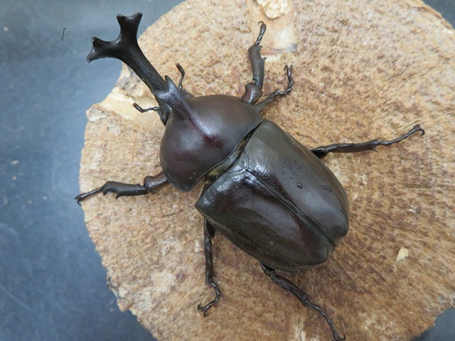 take suji様専用 ヤクシマカブトムシ（屋久島産）68ミリペアの販売