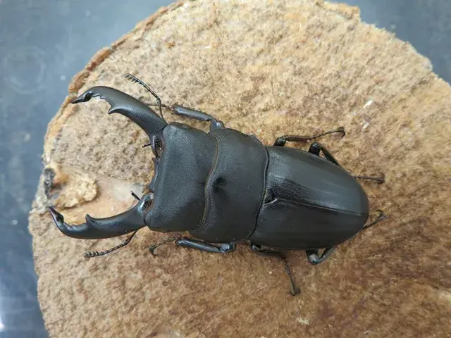 スジブトヒラタクワガタ（奄美大島）59ミリ