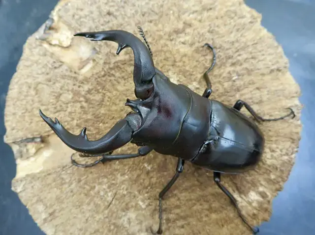 アマミノコギリクワガタの販売/クワガタ工房 虫吉