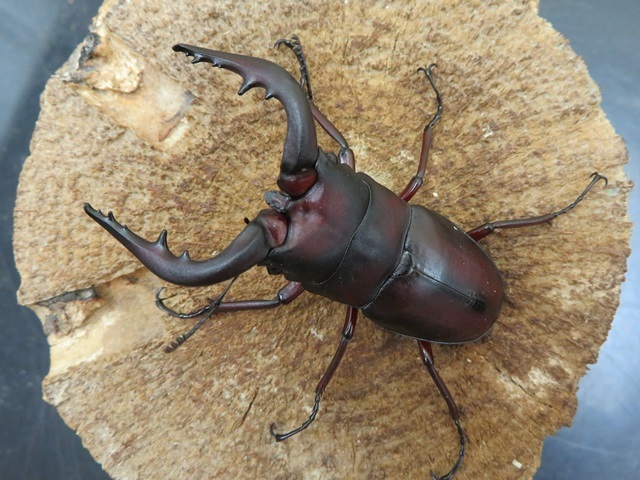 ヤクシマノコギリクワガタ66ミリペア販売/クワガタ工房 虫吉 