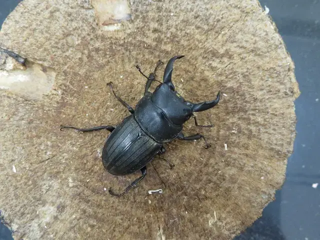 天然スジブトヒラタクワガタ（徳之島産）40ミリ