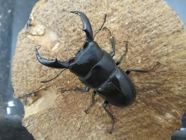 天然アマミヒラタクワガタ53ミリ