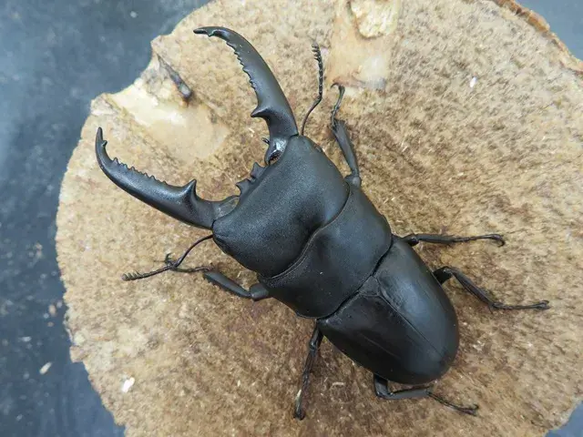 ゴトウヒラタクワガタ（中通島）70ミリ