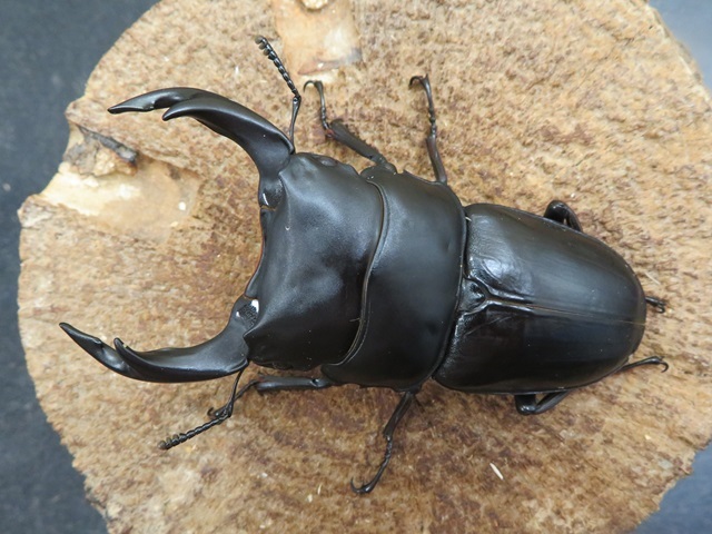 希少佐賀県久保泉産オオクワガタ生体★雄75mm 雌45mm ペア 希少佐賀県久保泉産オオクワガタ生体☆雄75mm 雌45mm ペア