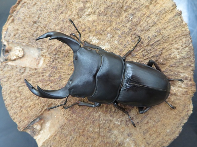 天然オオクワガタ佐賀県産オス♂2匹セット