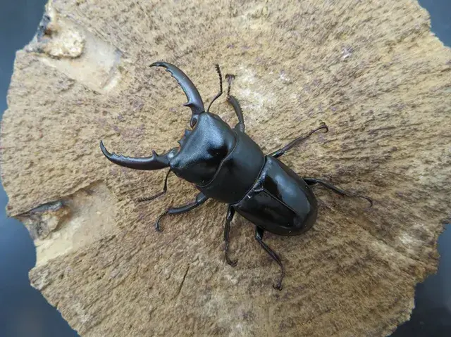 チョウセンヒラタクワガタ45ミリ