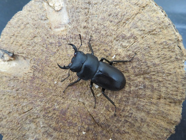アマミコクワガタ33ミリ