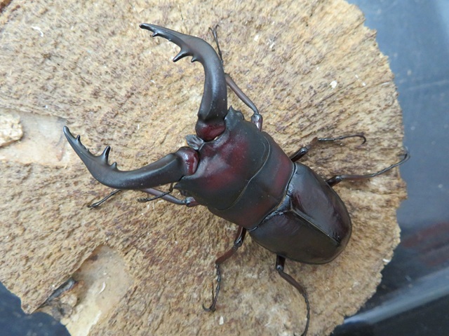 クロシマノコギリクワガタ（三島村黒島産）66ミリペア販売/クワガタ