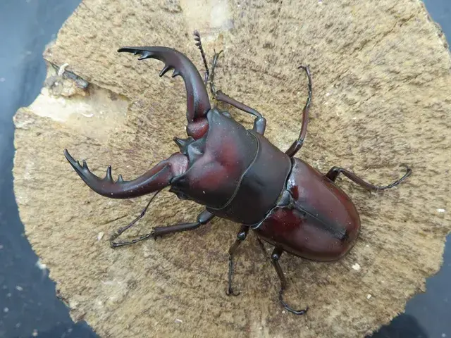 トクノシマノコギリクワガタ67ミリ（赤）