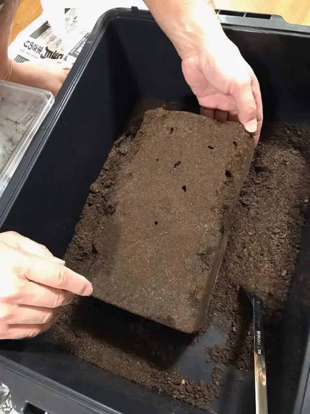 ノコギリクワガタの産卵セットの割り出しの様子