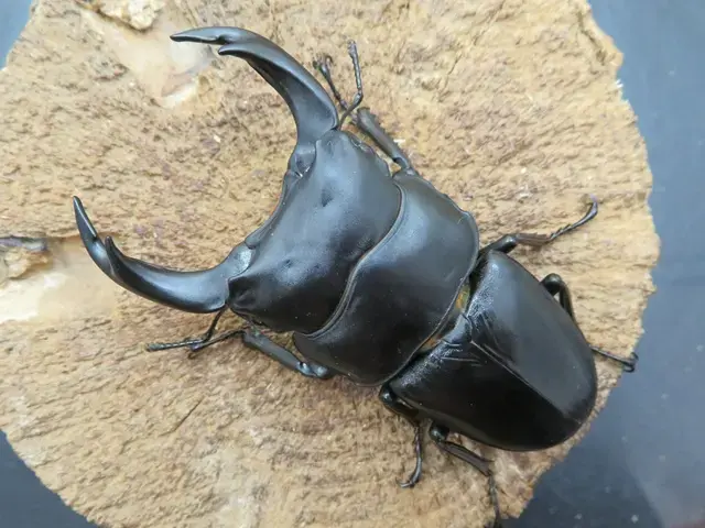 【サービス品@980〜】オオゴマダラジカ(多頭) 大苗@980】オオゴマダラジカ