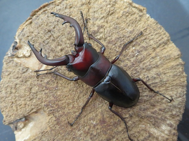 ミシマイオウノコギリクワガタ（三島硫黄島産）63ミリペア販売