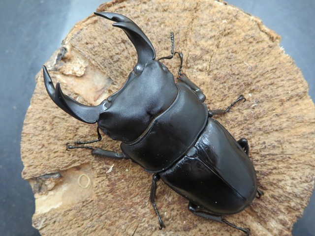 超特大の商品一覧