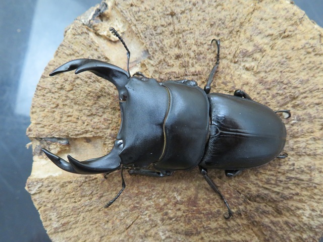 国産オオクワガタ（福岡県久留米市産）68ミリ/クワガタ工房 虫吉