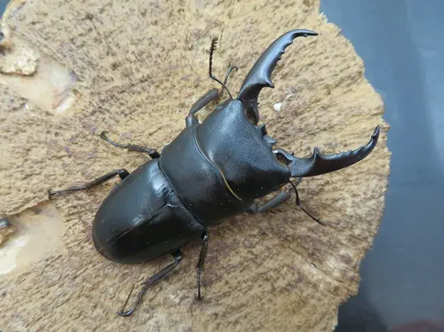 種子島産ヒラタクワガタ60ミリ