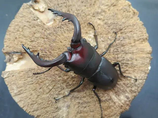 種子島産ノコギリクワガタ64ミリ