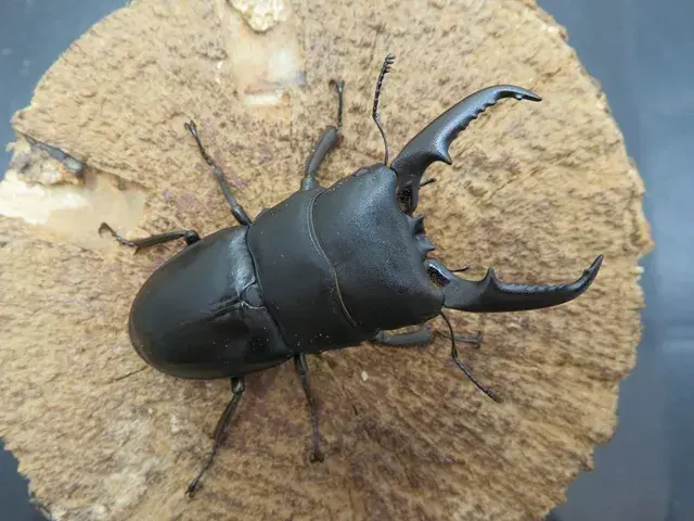 種子島産ヒラタクワガタ63ミリ