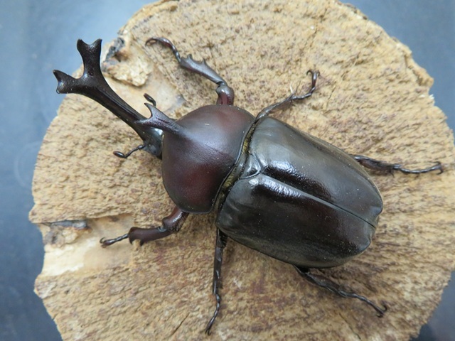 ツチヤカブトムシ68ミリ