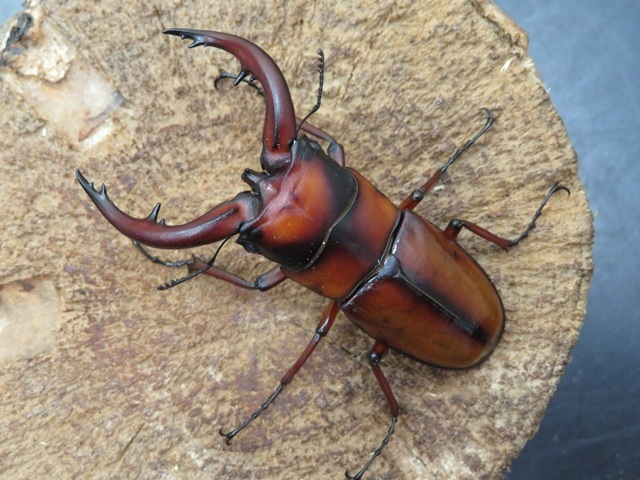 トカラノコギリクワガタ（悪石島）67ミリ