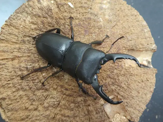 国産ヒラタクワガタ熊本県産58ミリ