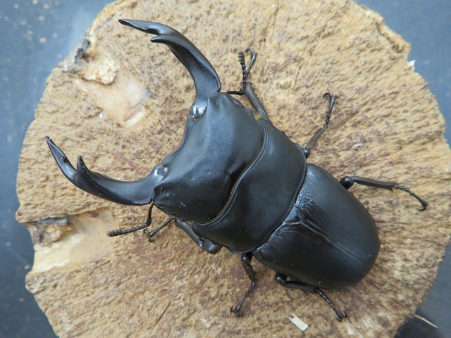 shinya3012超貴重野外採集品オオクワガタペア♂60mm（宮城県産） Amazon | プレミアムドルクス 【貴重】ヒメオオクワガタ☆38ミリ