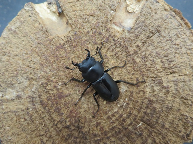 コクワガタの販売/クワガタ工房 虫吉