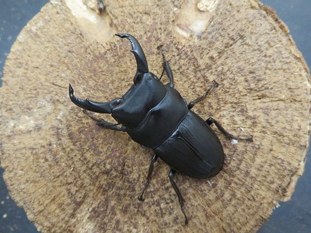 スジブトヒラタクワガタ 標本 スジブトヒラタクワガタ 標本 - メルカリ