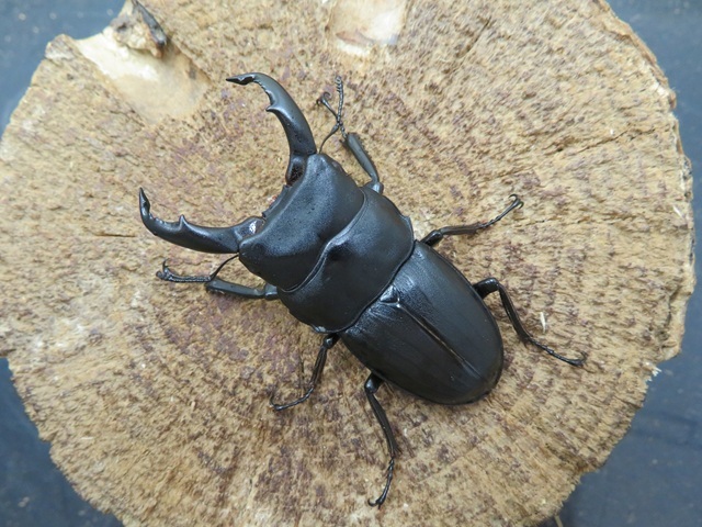 スジブトヒラタクワガタ（徳之島）53ミリ