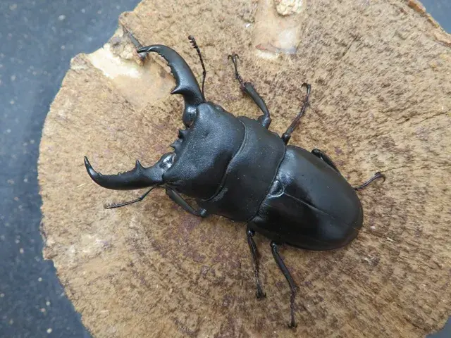 タカラヒラタクワガタ60ミリ