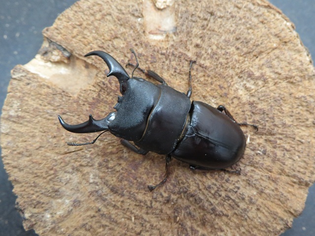 ダイトウヒラタクワガタ（南大東島）56ミリ