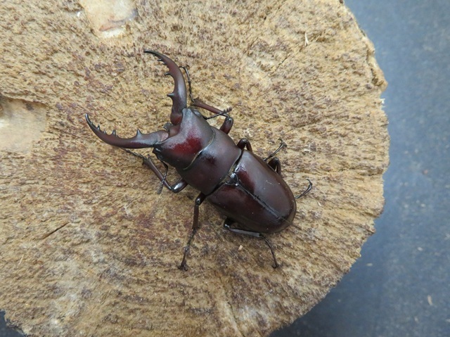 ヤエヤマノコギリクワガタ（西表島）51ミリ