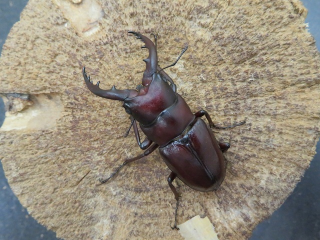 ヤエヤマノコギリクワガタ（西表島）53ミリ