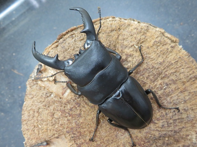 タカラヒラタクワガタ68ミリ