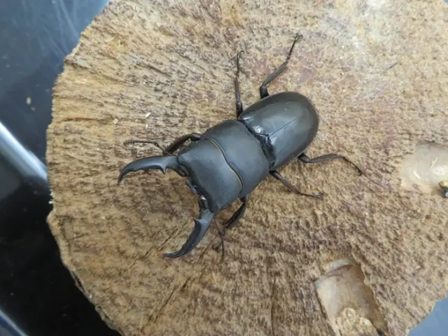 天然ヒラタクワガタ（熊本県）45ミリ