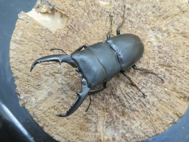 天然ヒラタクワガタ（熊本県）58ミリ