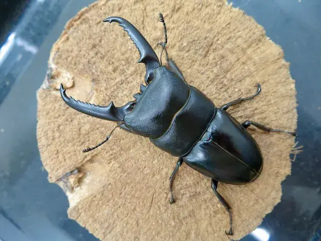 イキヒラタクワガタ72ミリ