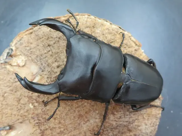 タピオカ者様へ③③ K.D.T血統♂105.7×♀52.2(KDT106.4)～ 2令幼虫ペア F-ZERO/120