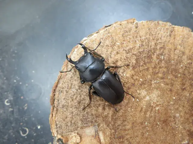 アマミコクワガタ36ミリペア販売/クワガタ工房 虫吉