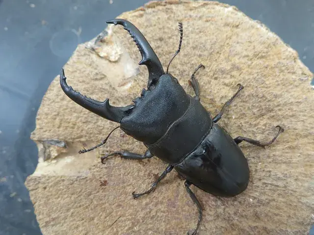 天然本土ヒラタクワガタ（福岡県福津市産）64ミリペア販売/クワガタ