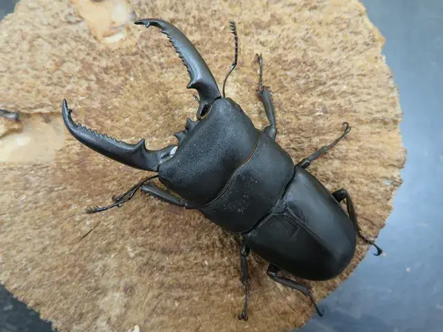 ゴトウヒラタクワガタ（中通島）67ミリ