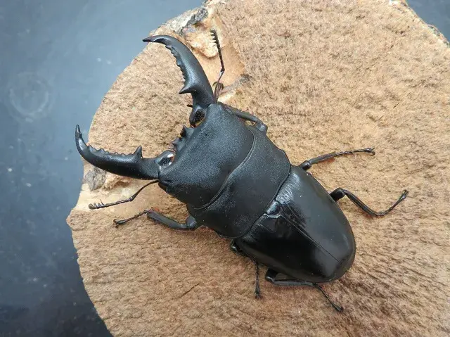 タカラヒラタクワガタ66ミリ
